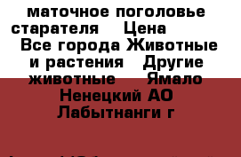 маточное поголовье старателя  › Цена ­ 2 300 - Все города Животные и растения » Другие животные   . Ямало-Ненецкий АО,Лабытнанги г.